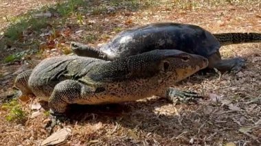 Yumuşak kabuklu bir kaplumbağa (Amyda kıkırdakginea), saldırmadan sakince dönen Malezya su monitörüne (Varanus hurdacısı) tırmanır. Kaplumbağa sonunda suya geri kayar ve nadir ve huzurlu bir vahşi yaşam anı yaratır..
