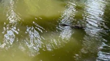 Bir Malezya su monitörü (Varanus kurtarıcısı) Bangkok klong boyunca zarifçe yüzer, kuyruğu yılan gibi dalgalanır ve suda zahmetsizce süzülür.. 