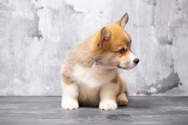 Üniformalı gri arka planda Pembroke Galsh Corgi köpeği.