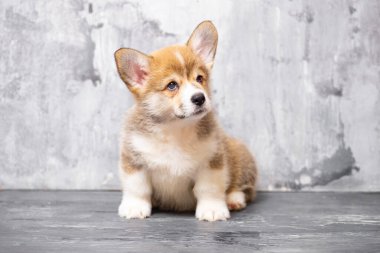 Üniformalı gri arka planda Pembroke Galsh Corgi köpeği.