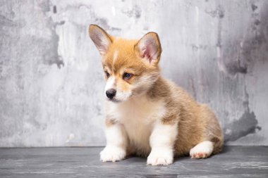 Üniformalı gri arka planda Pembroke Galsh Corgi köpeği.