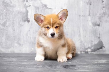 Üniformalı gri arka planda Pembroke Galsh Corgi köpeği.