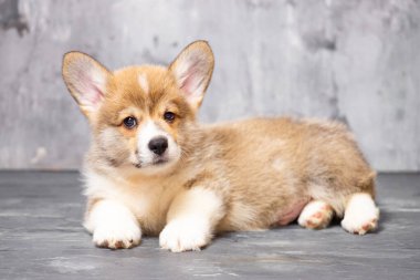Üniformalı gri arka planda Pembroke Galsh Corgi köpeği.