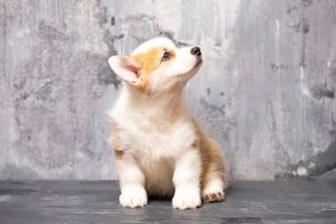 Üniformalı gri arka planda Pembroke Galsh Corgi köpeği.