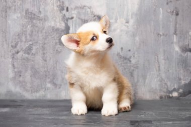 Üniformalı gri arka planda Pembroke Galsh Corgi köpeği.