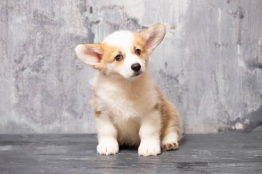 Üniformalı gri arka planda Pembroke Galsh Corgi köpeği.