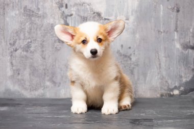 Üniformalı gri arka planda Pembroke Galsh Corgi köpeği.