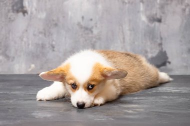 Üniformalı gri arka planda Pembroke Galsh Corgi köpeği.