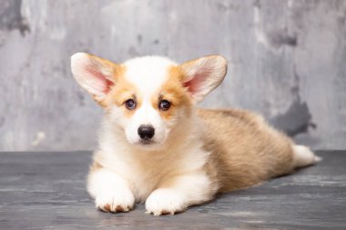 Üniformalı gri arka planda Pembroke Galsh Corgi köpeği.