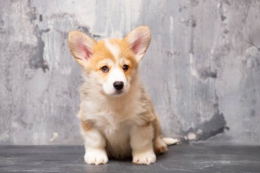 Üniformalı gri arka planda Pembroke Galsh Corgi köpeği.