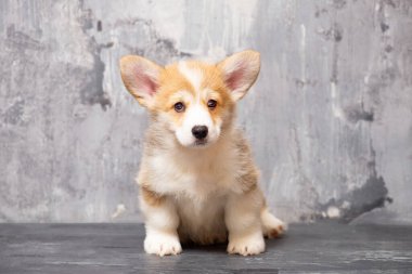 Üniformalı gri arka planda Pembroke Galsh Corgi köpeği.