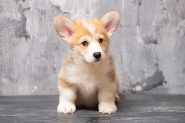 Üniformalı gri arka planda Pembroke Galsh Corgi köpeği.