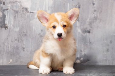 Üniformalı gri arka planda Pembroke Galsh Corgi köpeği.