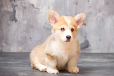 Üniformalı gri arka planda Pembroke Galsh Corgi köpeği.