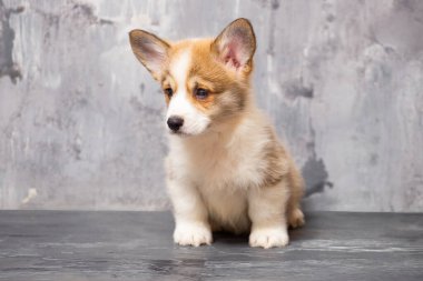 Üniformalı gri arka planda Pembroke Galsh Corgi köpeği.