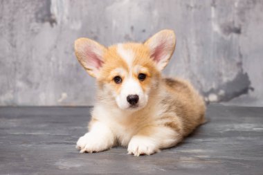 Üniformalı gri arka planda Pembroke Galsh Corgi köpeği.