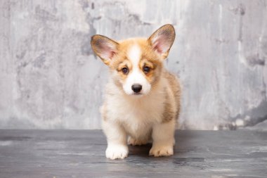 Üniformalı gri arka planda Pembroke Galsh Corgi köpeği.