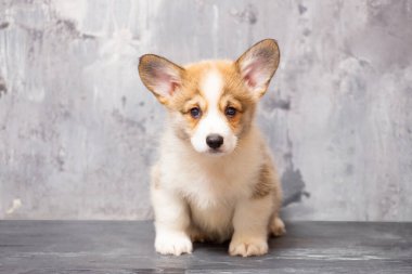 Üniformalı gri arka planda Pembroke Galsh Corgi köpeği.