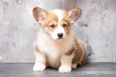 Üniformalı gri arka planda Pembroke Galsh Corgi köpeği.