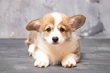 Üniformalı gri arka planda Pembroke Galsh Corgi köpeği.