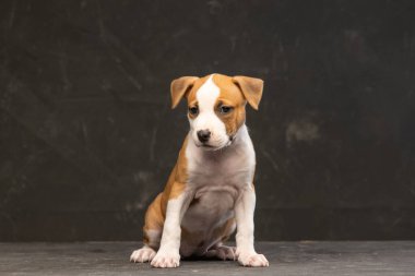 Amerikan Staffordshire Terrier köpeği koyu bir arka planda