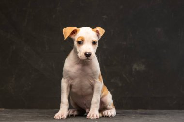 Amerikan Staffordshire Terrier köpeği koyu bir arka planda