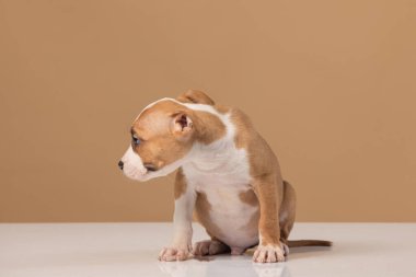 Amerikan Staffordshire Terrier köpeği.