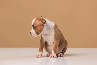 Amerikan Staffordshire Terrier köpeği.