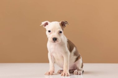 Amerikan Staffordshire Terrier köpeği.