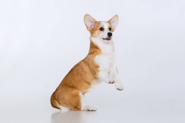 Galli Corgi Pembroke stüdyoda üniformalı bir arkaplanda