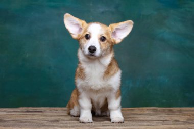Galli Corgi Pembroke stüdyoda üniformalı bir arkaplanda