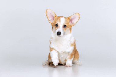 Galli Corgi Pembroke stüdyoda üniformalı bir arkaplanda