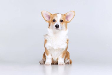 Galli Corgi Pembroke stüdyoda üniformalı bir arkaplanda