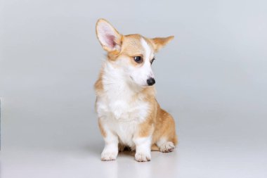 Galli Corgi Pembroke stüdyoda üniformalı bir arkaplanda