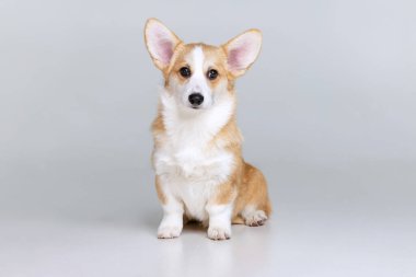 Galli Corgi Pembroke stüdyoda üniformalı bir arkaplanda