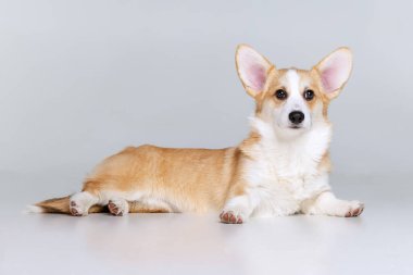 Galli Corgi Pembroke stüdyoda üniformalı bir arkaplanda