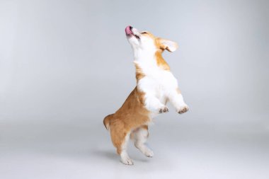 Galli Corgi Pembroke stüdyoda üniformalı bir arkaplanda