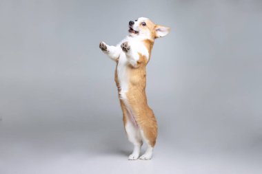 Galli Corgi Pembroke stüdyoda üniformalı bir arkaplanda