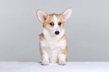 Galli Corgi Pembroke stüdyoda üniformalı bir arkaplanda