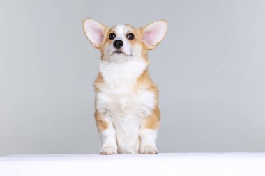 Galli Corgi Pembroke stüdyoda üniformalı bir arkaplanda