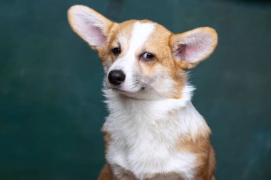 Galli Corgi Pembroke stüdyoda üniformalı bir arkaplanda