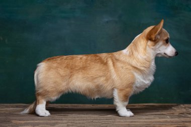 Galli Corgi Pembroke stüdyoda üniformalı bir arkaplanda