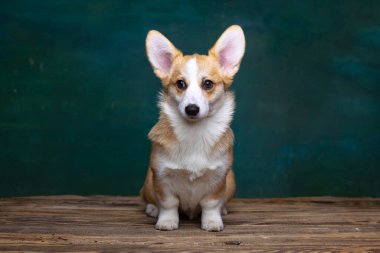Galli Corgi Pembroke stüdyoda üniformalı bir arkaplanda