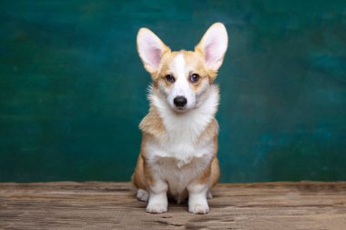 Galli Corgi Pembroke stüdyoda üniformalı bir arkaplanda