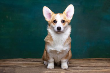Galli Corgi Pembroke stüdyoda üniformalı bir arkaplanda