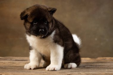Üniformalı Amerikan Akita köpeği.