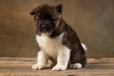 Üniformalı Amerikan Akita köpeği.