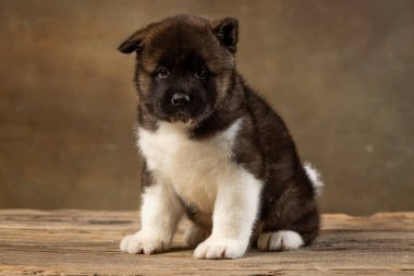 Üniformalı Amerikan Akita köpeği.