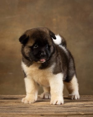 Üniformalı Amerikan Akita köpeği.
