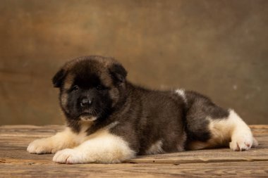 Üniformalı Amerikan Akita köpeği.